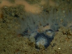 Astrangia woodsi