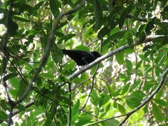 Corvus moneduloides