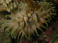 Phlyctenanthus australis