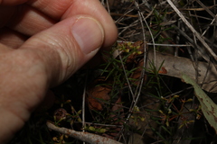 Platysace ericoides