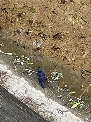 Myophonus caeruleus