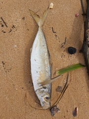 Trachurus novaezelandiae