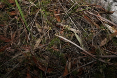 Platysace ericoides