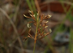 Fimbristylis cinnamometorum