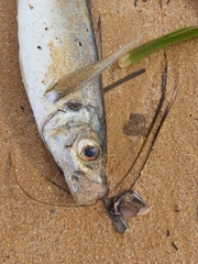 Trachurus novaezelandiae