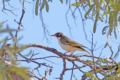 Grantiella picta