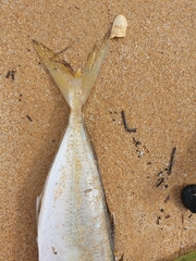 Trachurus novaezelandiae