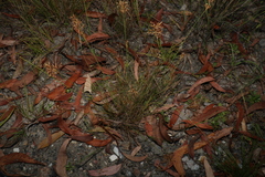 Fimbristylis cinnamometorum