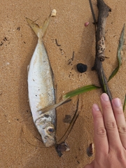 Trachurus novaezelandiae
