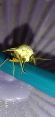 Pandesma