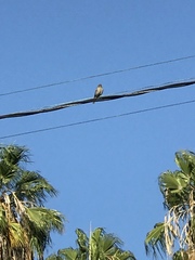 Haemorhous mexicanus