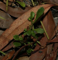 Sphaeromorphaea australis