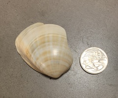 Bivalvia
