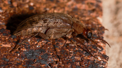 Trigonodera mastersii