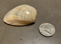 Bivalvia
