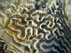Leptoria phrygia