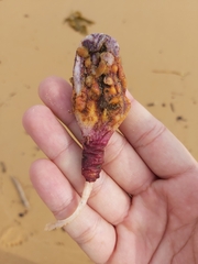 Pyura spinifera