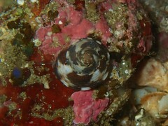 Clanculus brunneus