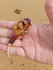Pyura spinifera