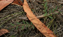 Phyllanthus virgatus