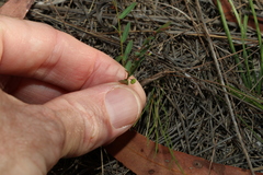 Phyllanthus virgatus
