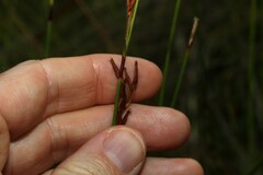 Schoenus brevifolius