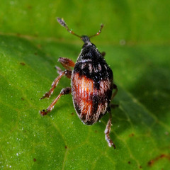 Nanophyes marmoratus