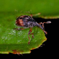 Nanophyes marmoratus