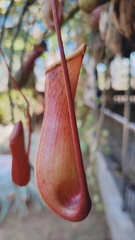 Nepenthes alata × ventricosa