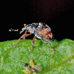 Nanophyes marmoratus