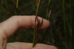 Schoenus brevifolius