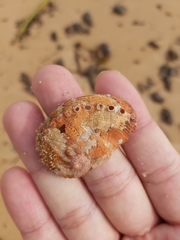 Haliotis coccoradiata