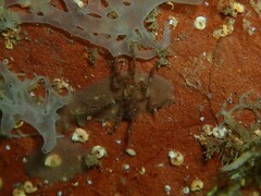 Ammothea australiensis