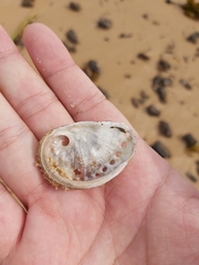 Haliotis coccoradiata