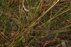 Schoenus brevifolius