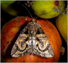 Ercheia dubia