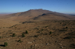 Juniperus oxycedrus badia