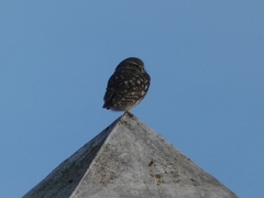 Athene noctua vidalii