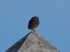 Athene noctua vidalii