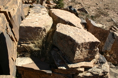 Allium sphaerocephalon