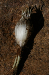 Allium sphaerocephalon