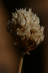Allium sphaerocephalon