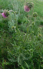 Carduus nutans leiophyllus