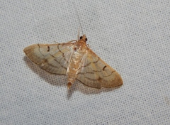 Marasmia trapezalis