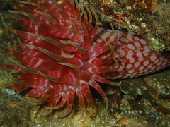 Phlyctenanthus australis