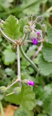 Erodium malacoides