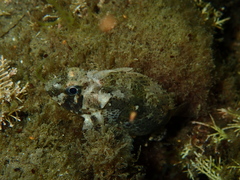 Centropogon