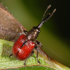Tatianaerhynchites aequatus