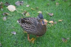 Anas platyrhynchos platyrhynchos