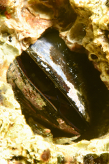 Lithophaga lithophaga